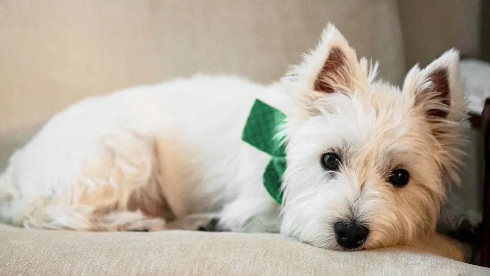 Top Dog Breeds for Women Over 50