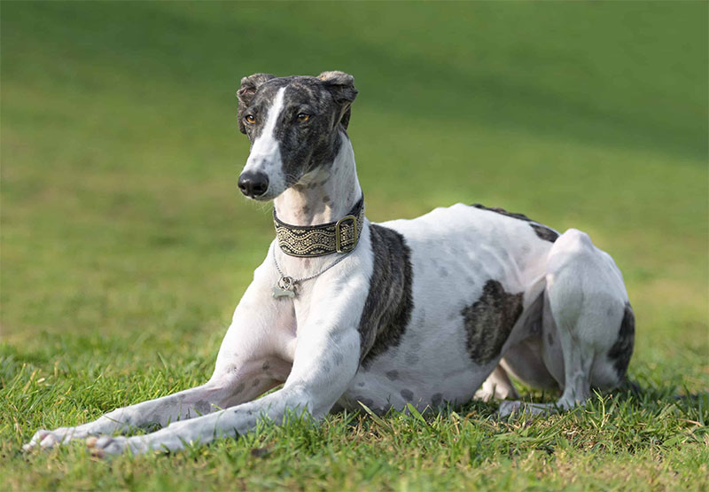 The Greyhound