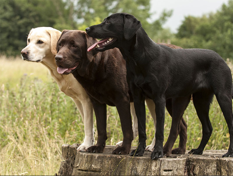 The Labrador Retriever