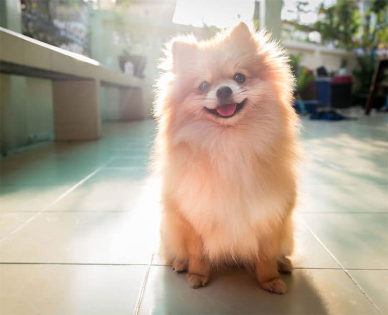 The Pomeranian