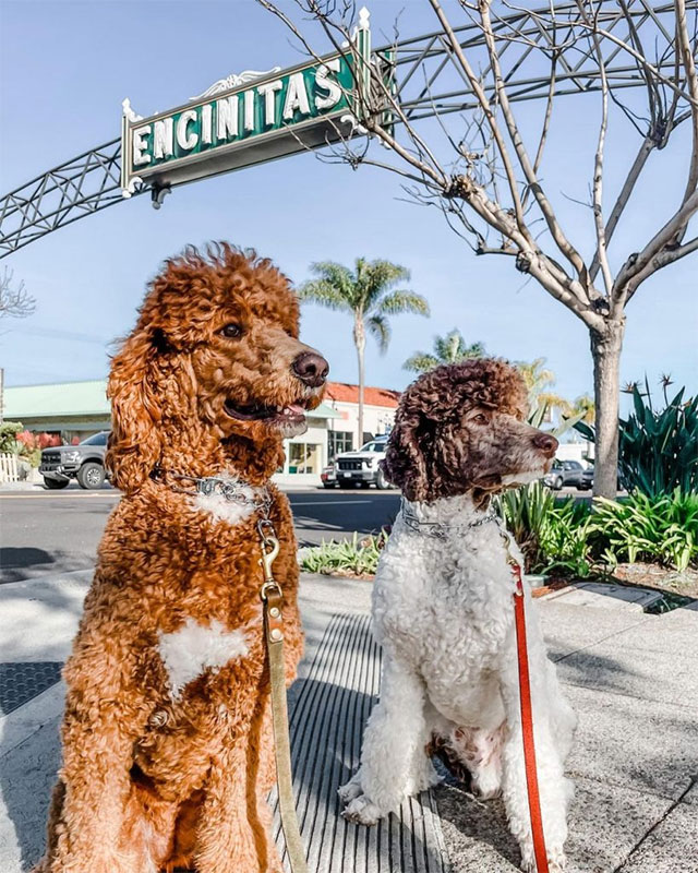 The Poodle