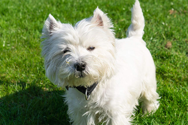 The West Highland White Terrier  AKA Westie 