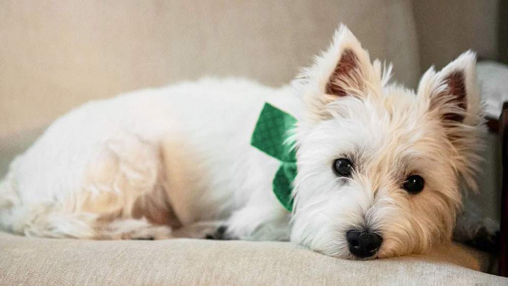 Top Dog Breeds for Women Over 50