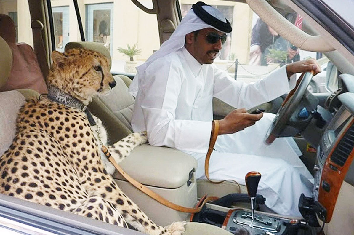 Pet Cheetahs