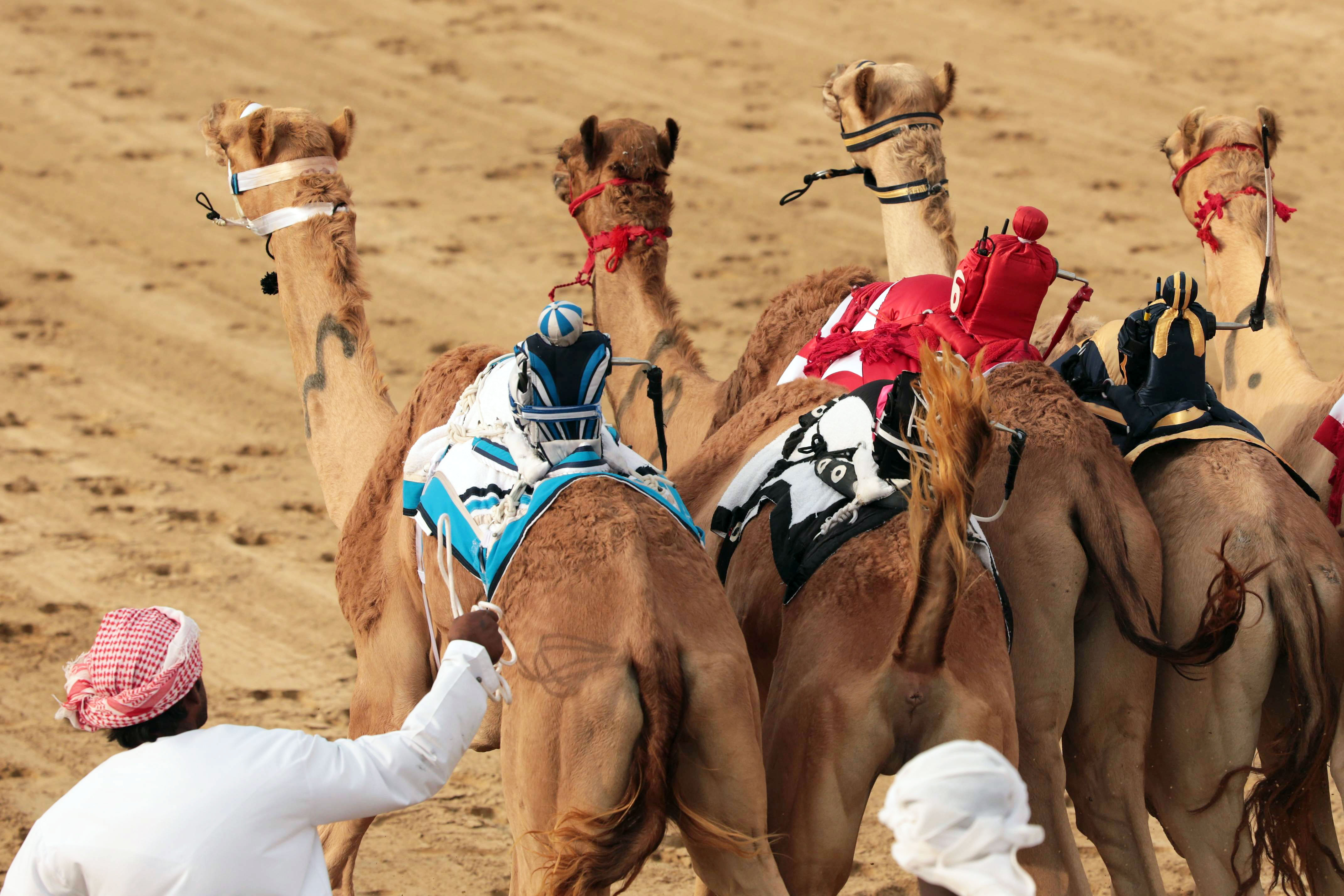 Robotic Camel Jockey 1